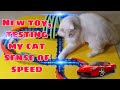 Cat lovers  my cat new toy testing his sense of speed cat  persiancat