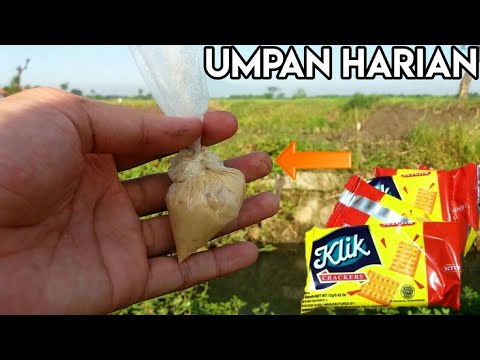 Umpan Harian SIAP TANDING di jamin murah TAPI JITU YouTube Umpan Harian SIAP TANDING di jamin murah TAPI JITU YouTube