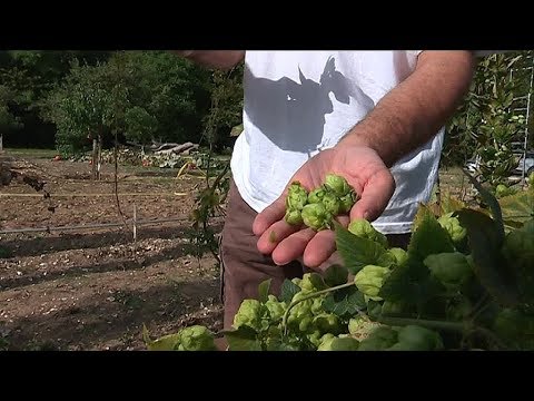 Vidéo: Récolte des plantes de houblon - Quand et comment récolter le houblon dans les jardins