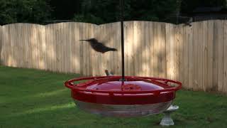 A Hummingbird Attacks a Sparrow.