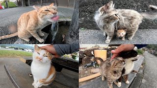 【感動猫動画】人気動画ランキング41〜60　〜2020/4