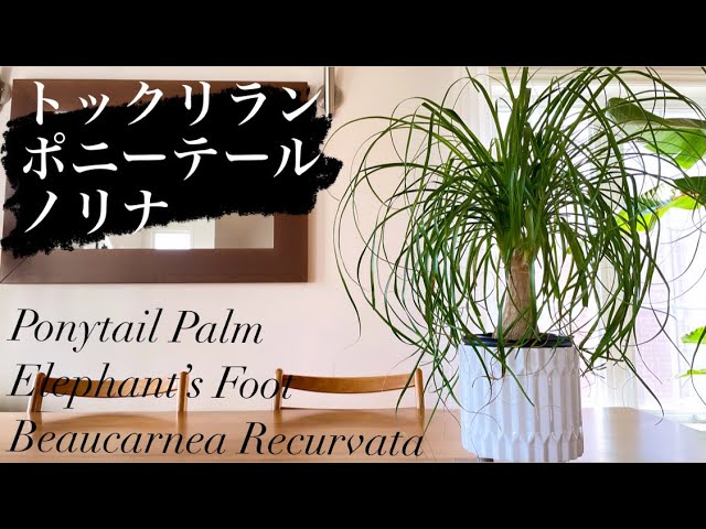 超簡単 初心者にオススメ トックリラン ポニーテール ノリナ Ponytail Palm Elephant S Foot Beaucarnea Recurvata 観葉植物 インテリア Youtube