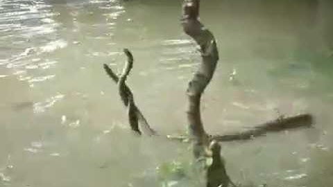 Nagin  dance full videos  Real snake  Dance forest