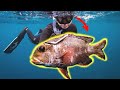 My Girlfriend Spearfishing her First Mu!!! CATCH AND COOK {Coconut Crusted Fish!}