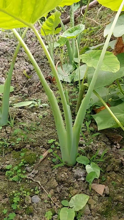 different types of taro which r edible whole parts of the plants #meitei #kitchengarden #shorts