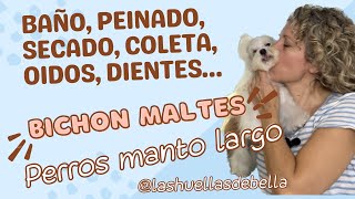 Baño,cepillado, limpieza dental y auditiva …, actualizamos rutina bichon maltés y perros manto largo