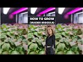 How To Grow Wasabi Arugula Baby Greens Microgreens How To Grow Wasabi Arugula Baby Greens Microgreens