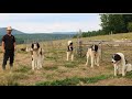 Câini ciobănești de BUCOVINA buni la paza oilor | La stâna lui Găvrilă Ciolban  din sat Șugatag MM I