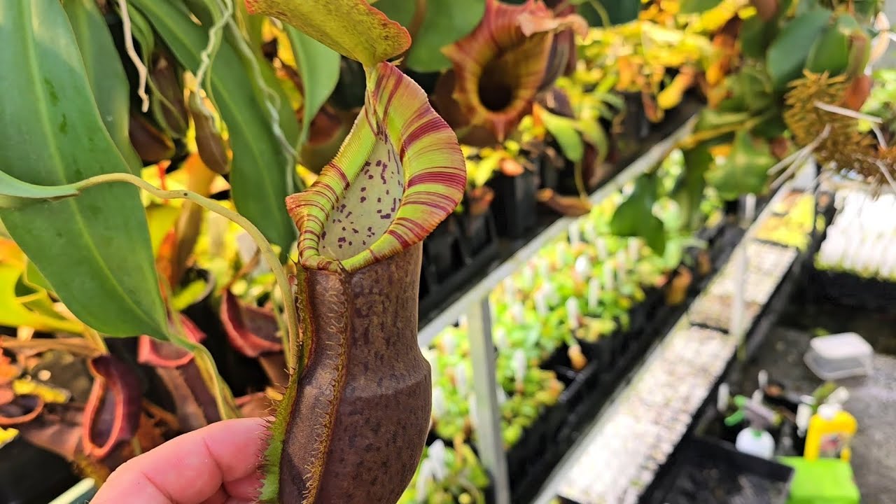 Autumn nepenthes greenhouse tour