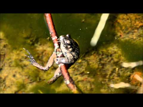 კავკასიური ჯვრიანა (Pelodytes caucasicus)