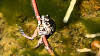 კავკასიური ჯვრიანა (Pelodytes caucasicus)