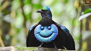 BURUNG LIAR - 27 Burung Paling Berwarna-warni, Aneh \u0026 Langka di Indonesia Ep.11122