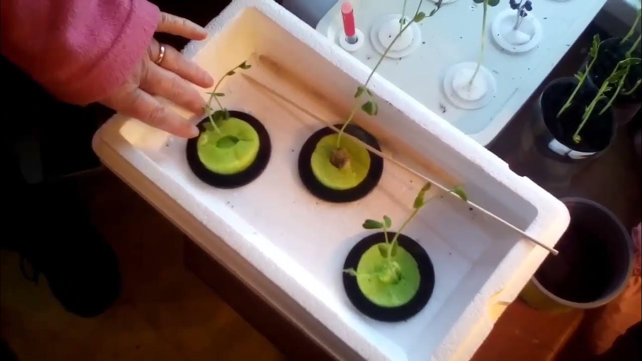 DIY Styrofoam cooler Kratky Method hydroponics! YouTube