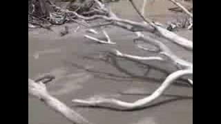 Nudist beach in Japan 2.flv
