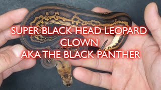 Celebrity $50,000 WORLDS FIRST Super Black Head Clown Ball Python Clutch Update Profile