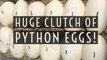 Pulling a Huge Clutch of Python Eggs!