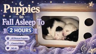 Puppies to Fall Asleep To 💤 | 2 Hours of Rescue Puppies & Gentle Classical Music