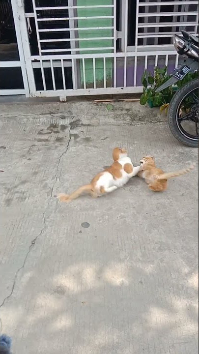 JOKO TINGKIR | Cara kucing Merayu Lawan jenisnya#Shorts