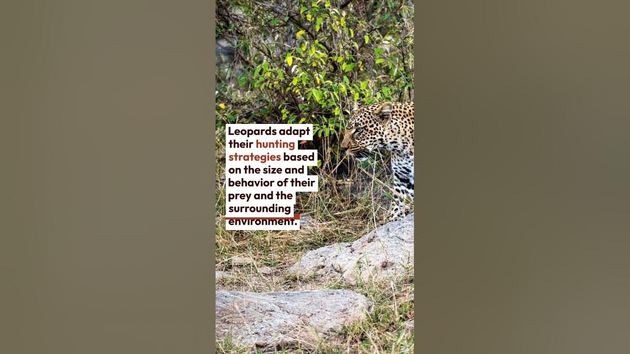 How Do Leopards Hunt ? Find Answer - YouTube