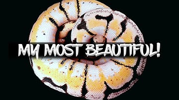 The Most Beautiful Ball Python in my Collection!