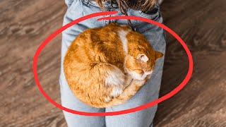 DO THIS and Your Cat Will Start Loving Sitting on Your Lap 😻