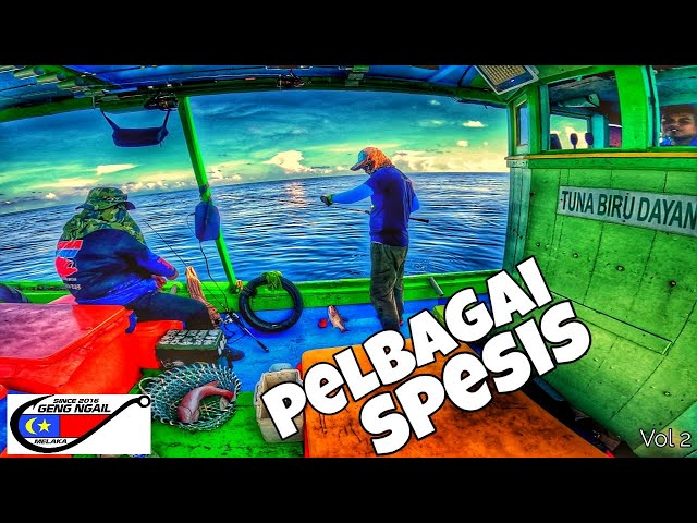 Pelbagai Spesis Ikan Pulau Aur - Boat Tuna Biru Dayang - Geng Ngail Melaka Vol 2 class=