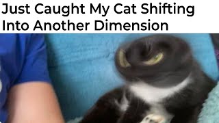 FUNNY CAT MEMES