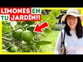 12 cuidados para tener un limonero en maceta por qu se caen los frutos y flores