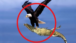 15 Best Eagle Attacks Caught on Camera