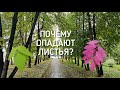 Почему опадают листья?