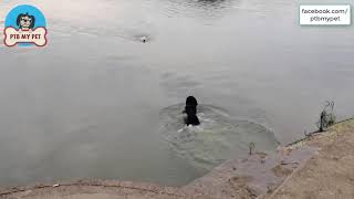 The Labrador Retriever Practices Swimming in a Beautiful Sunset
