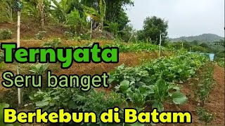 Farming and vegetable gardens in Batam || Batam Agriculture