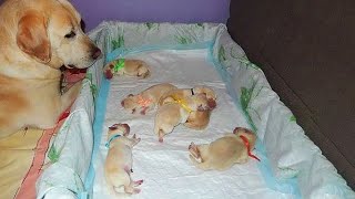 AWW CUTE BABY ANIMALS  Funny and cute moments of animal loving family  OMG Soo Cute #1