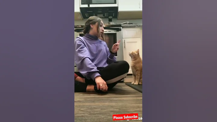 Video 4451621: norwegian forest cat rare, laugh norwegian forest cat, sound forest cat, forest cat funny, forest cat dog, cat funny smile, best funny cat, cute cat