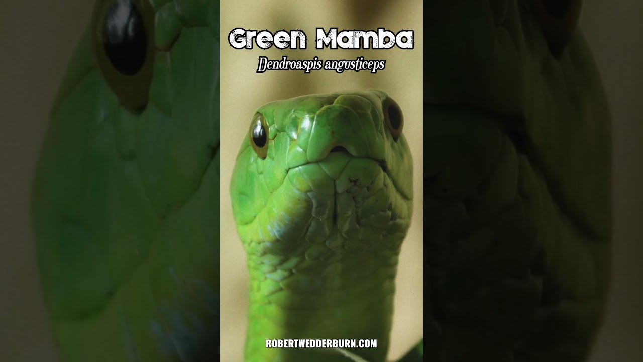 🐍 An unusual angle of an Eastern Green Mamba (Dendroaspis angusticeps) 🐍 