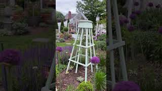 Ambador Alliums In Bloom