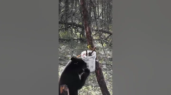 Bow Shot Fail on Black Bear 🏹❌ #chasse #bear #archery #asmrhunting