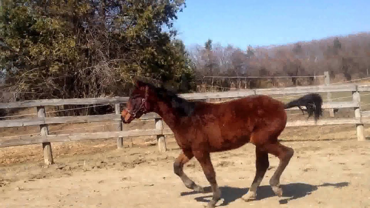 Quentano April 2015 (Qaro x Brentano II) FOR SALE