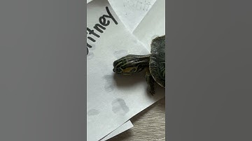Free Britney: That’s what Tiny Turtle wants to say #Shorts