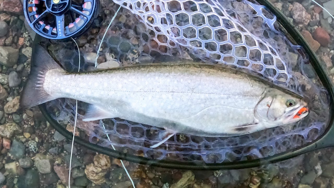 Fly fishing drone footage of Bras D’or lake speckle trout and another