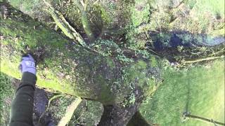 Treemankyle big dead beech tree