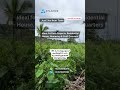 വയനാട് മുട്ടിൽ  കൃഷിക്ക് അനുയോജ്യമായ 15 ഏക്കർ  ഭൂമി വിൽപ്പനയ്ക്ക് #wayanad #housenlands #home #house