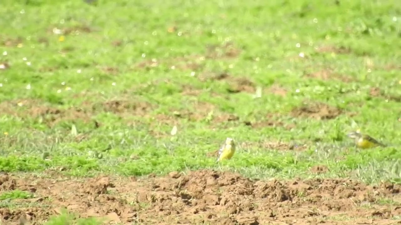 Citrine wagtail in Dehesa de Abajo, Sevilla