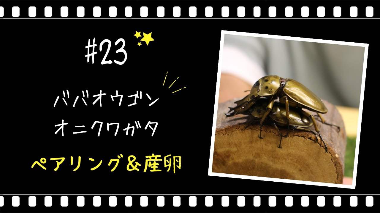 #23【ババオウゴンオニクワガタ】ペアリング＆産卵