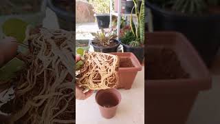 #plantas #roça #naturezasurpreendente #flores #vidanaroça