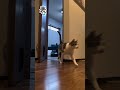 育て方間違えたヌコ#shorts