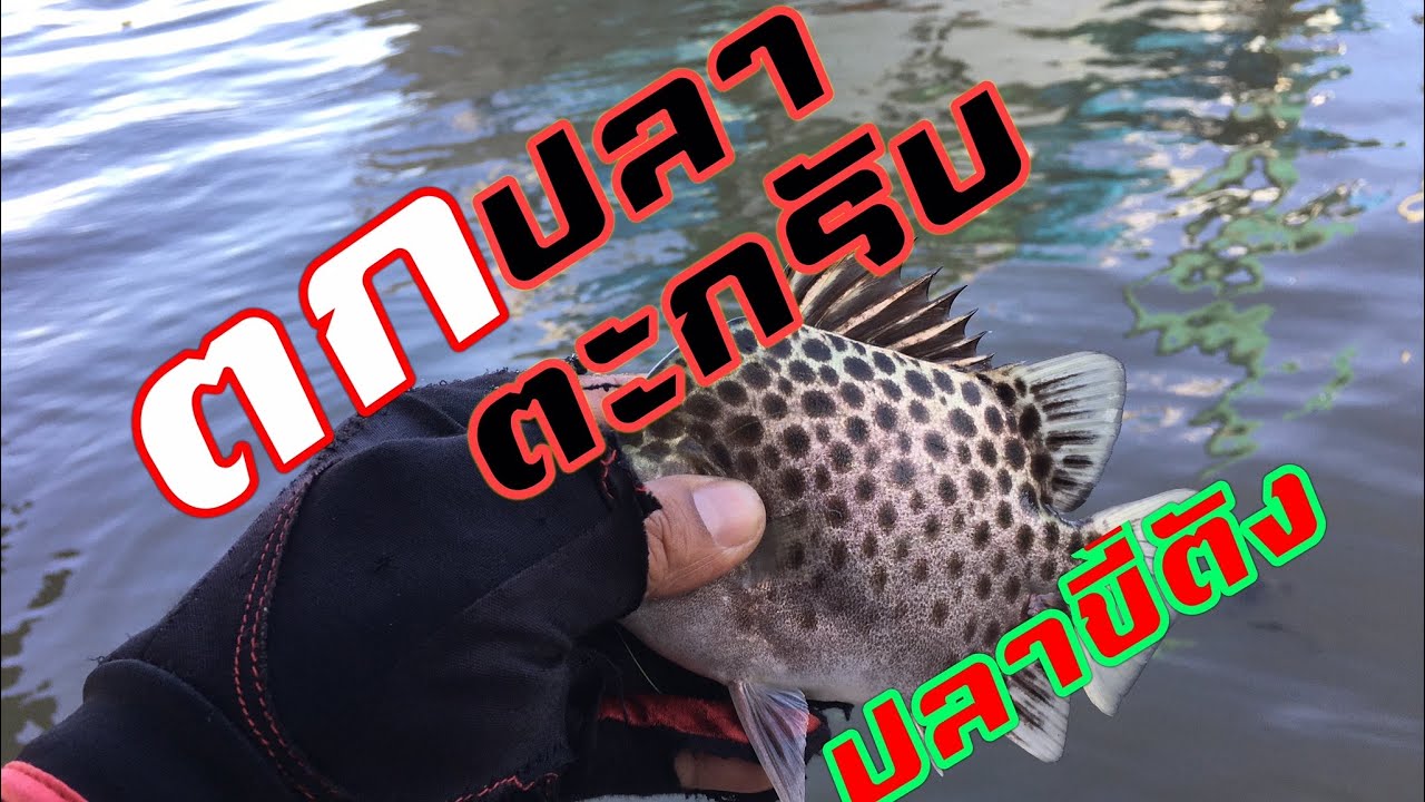 ตกปลาตะกรับ ปลาขี้ตัง : ริน เพชรบุรี