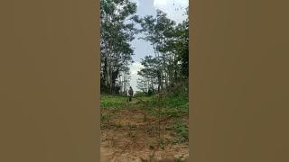 Pikat kutilang gacor romi kincay.menggunakan teknik lidi sambar