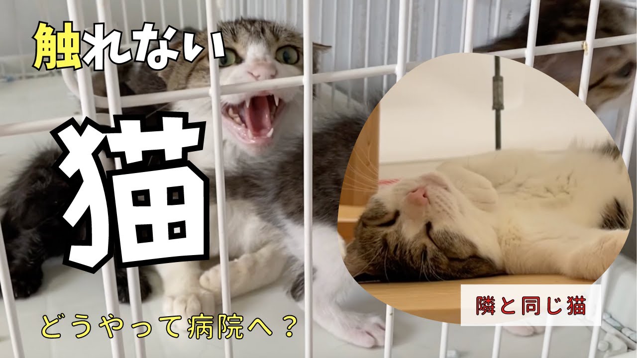 触れない。どうやって病院へ？洗濯ネットへ入れる方法は？熊本センター組のサボンちゃん。ついにケージから脱出