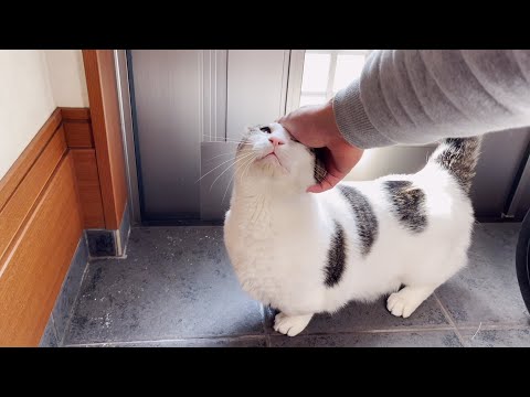 お父さんの帰宅を察知してお出迎えできる猫